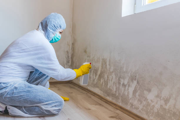 Mold Remediation specialist working in Ebony